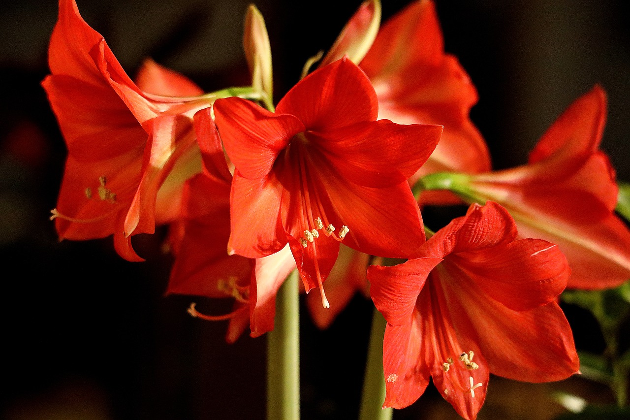 Amaryllis, fleur de Noël