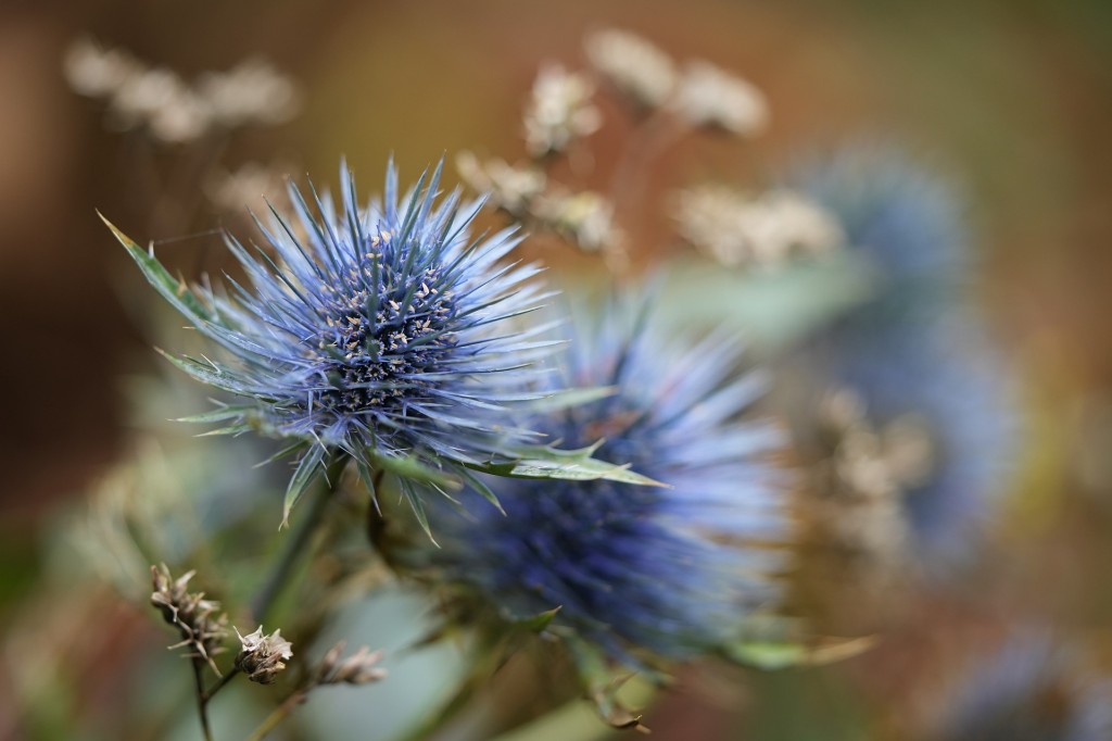 Chardon, un véritable ornement pour le jardin