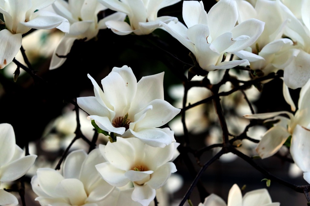 Magnolia, un somptueux arbre à fleurs