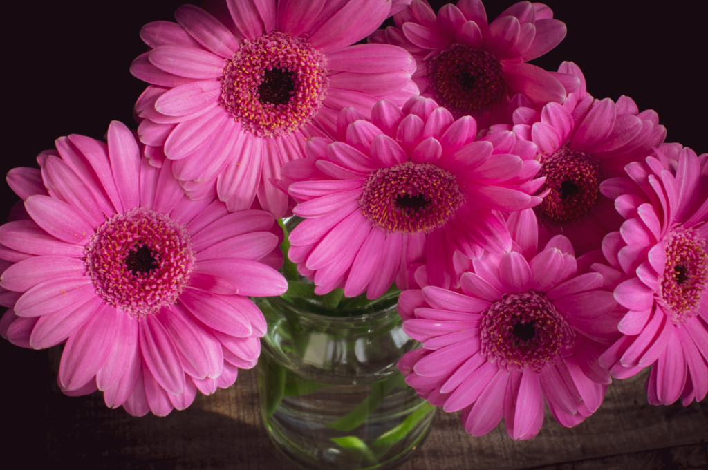 Germini, le chouchou des fleuristes