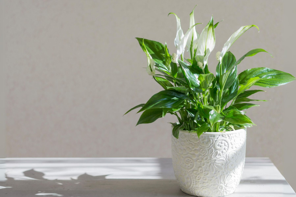 Spathiphyllum, la belle fleur de lune