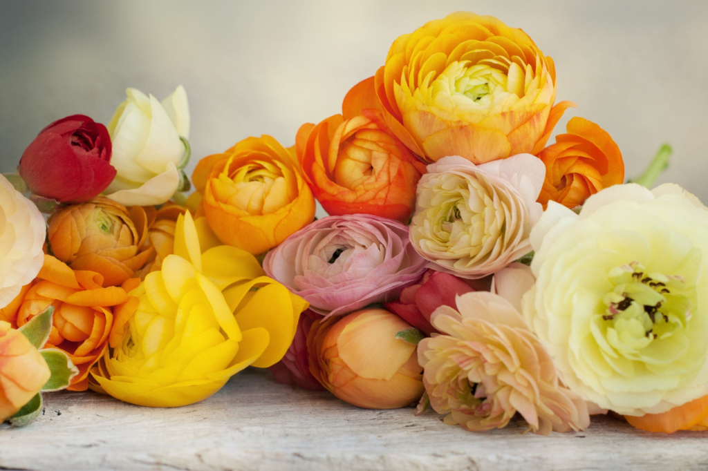 La renoncule, princesse des marécages