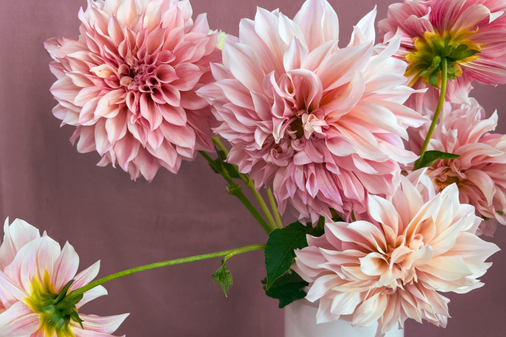 Dahlia, une fleur chic et tendance
