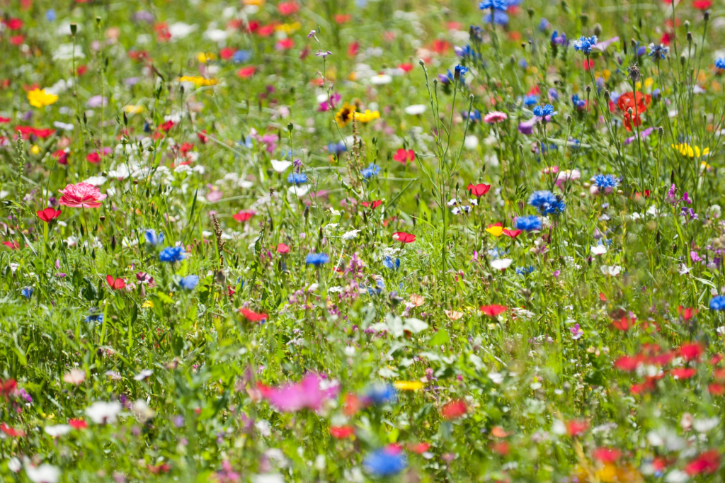 Les fleurs qui fleurissent au mois de mars