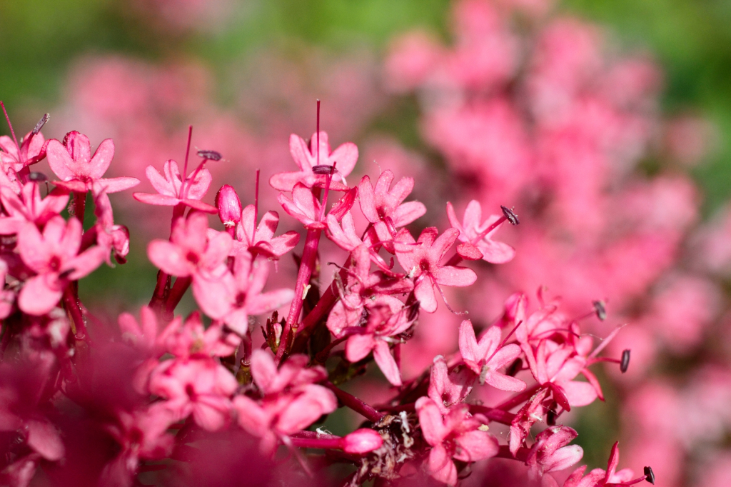 Le lilas d'Espagne, la fameuse valériane rouge