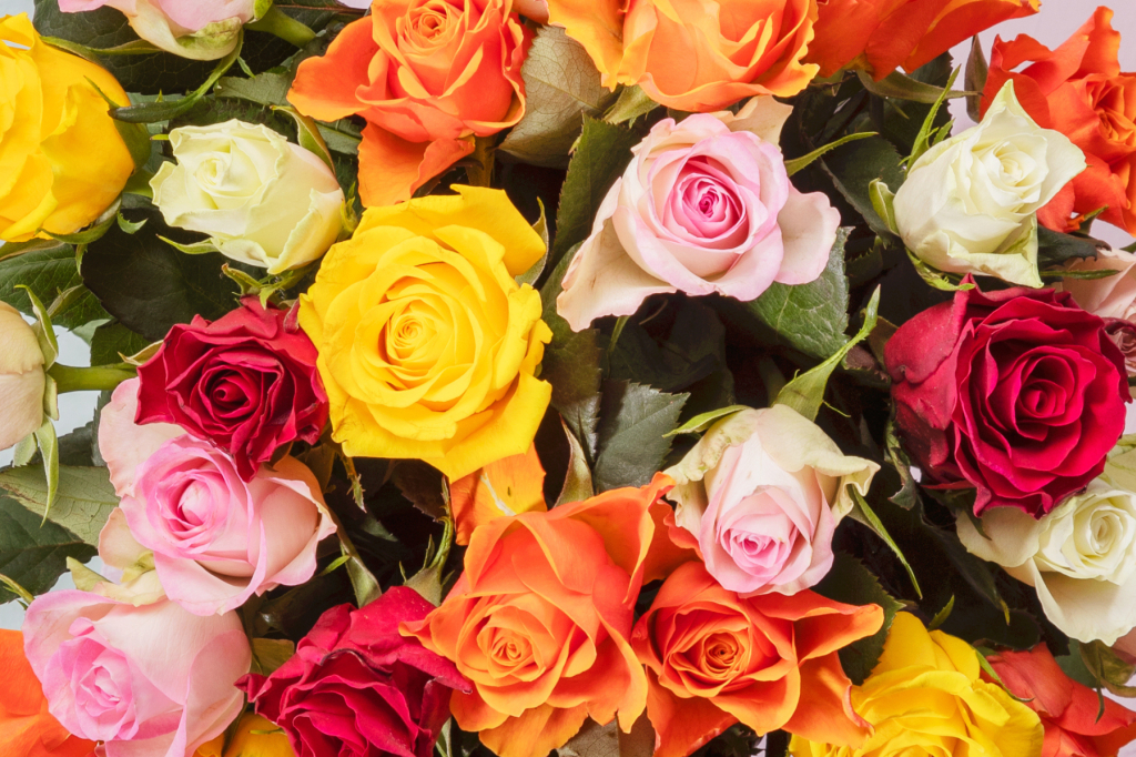 La rose, l'incontournable