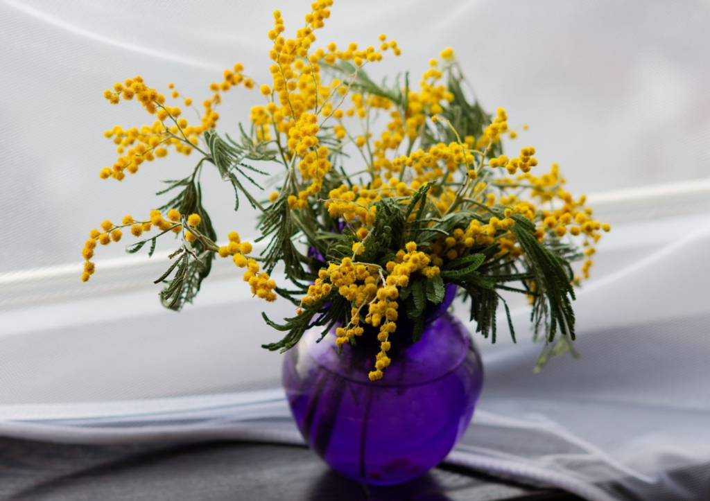 Le mimosa, un rayon de soleil en plein hiver