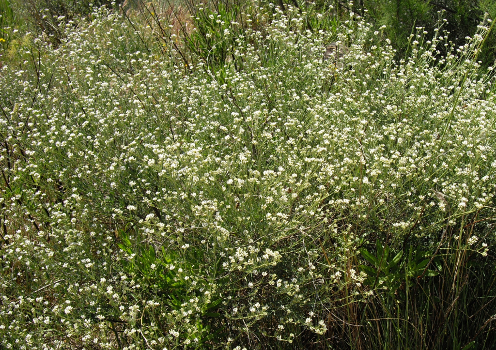 La Badasse, une plante vivace particulière