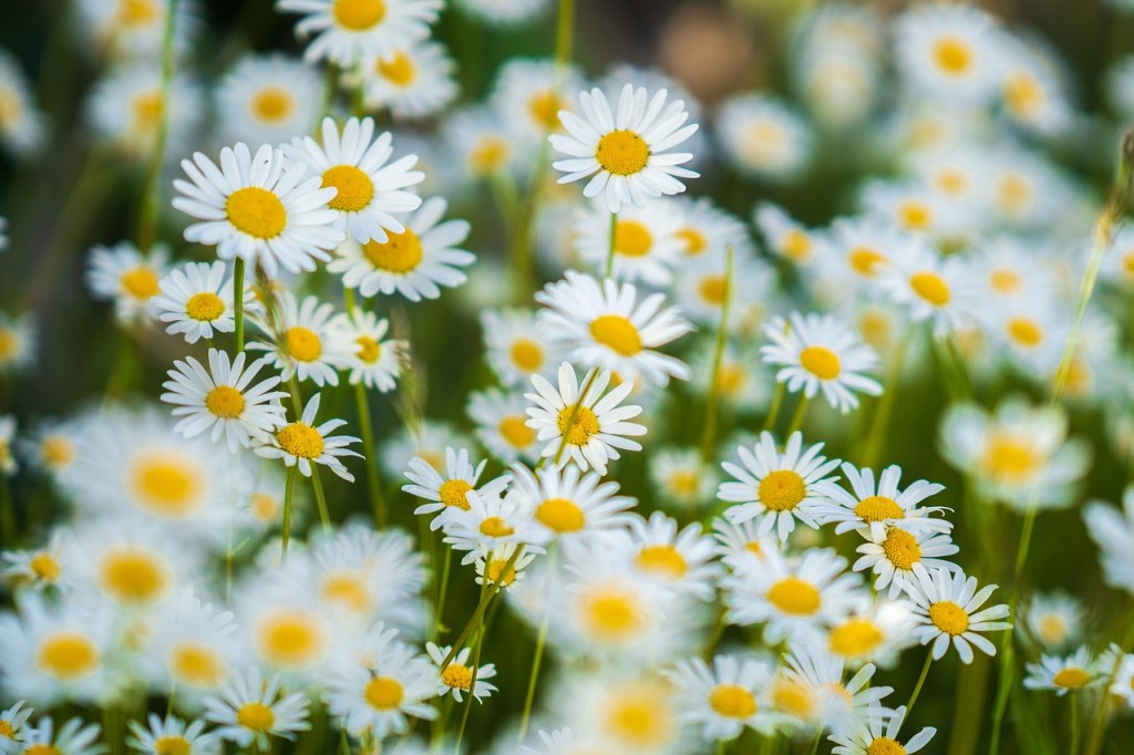 Marguerite, la belle des champs