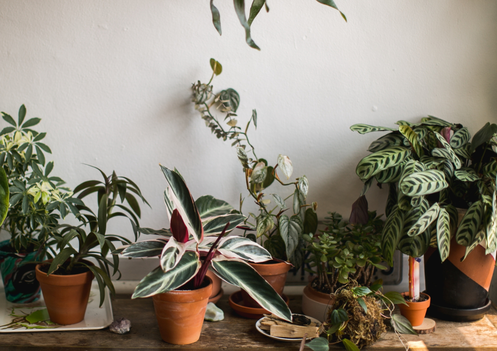 Entretenir vos plantes fleuries