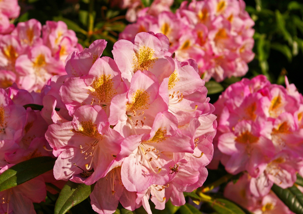 Le rhododendron ou l’arbre aux roses