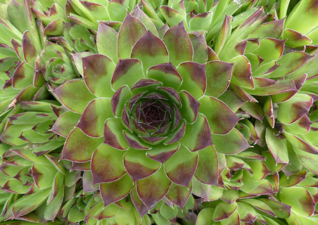 La Joubarbe, une merveille exotique