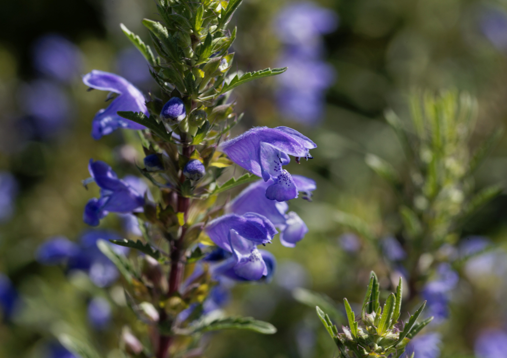 Dracocephalum, la tête de dragon