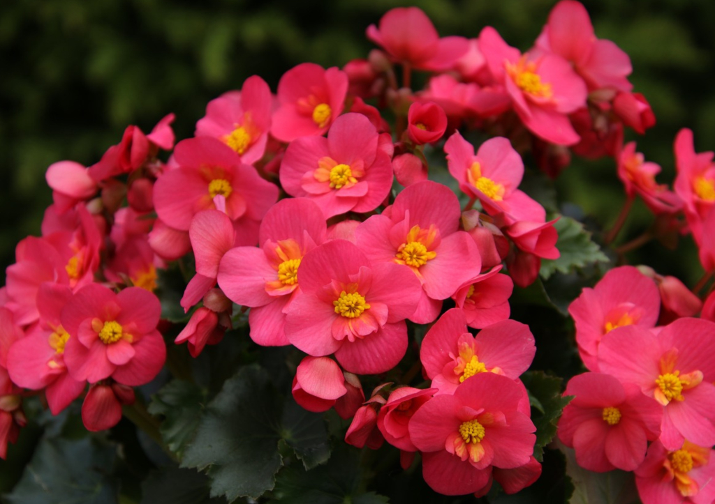 Bégonia, une belle plante ornementale