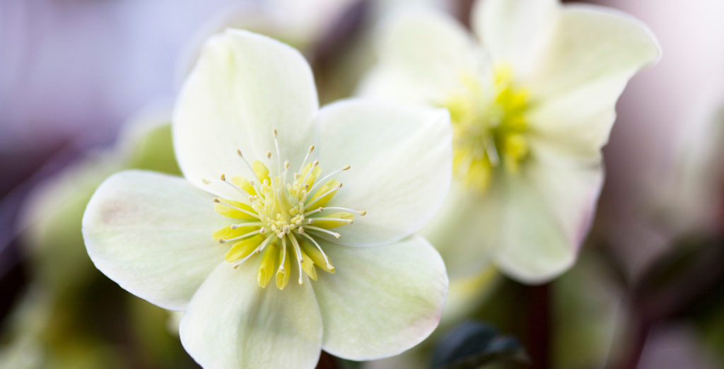 Quelle fleur offrir à Noël ?