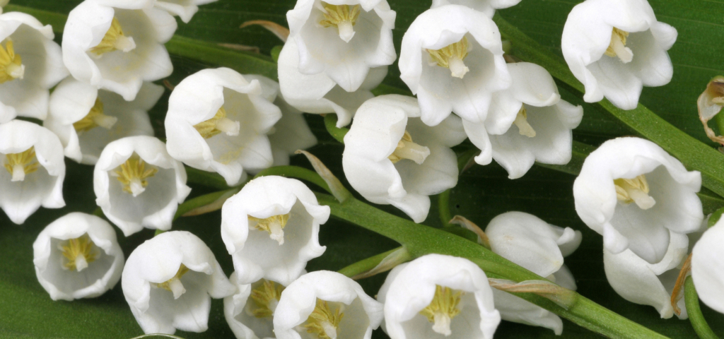 Fiche plante : Muguet
