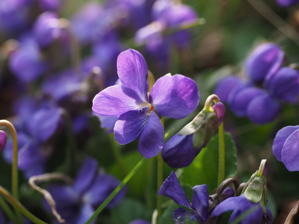 Violette, une belle petite fleur
