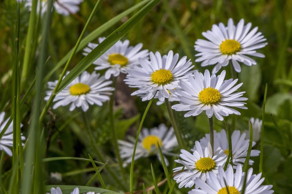 Pâquerette, la petite marguerite