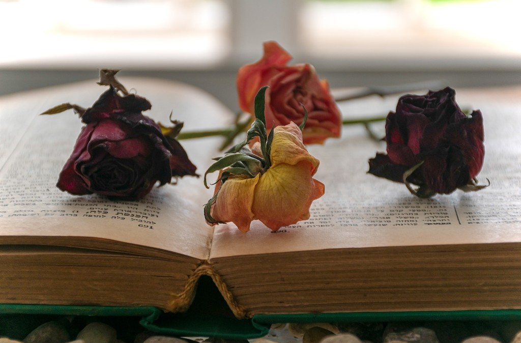 Comment faire sécher une rose ? 