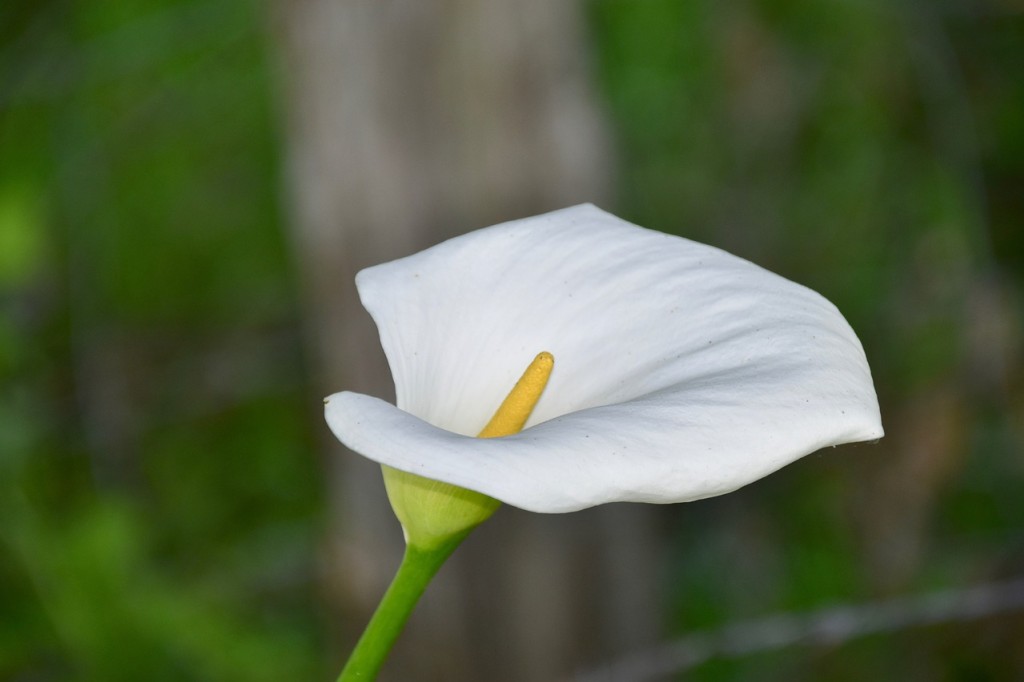 Arum, une fleur d’une grande élégance