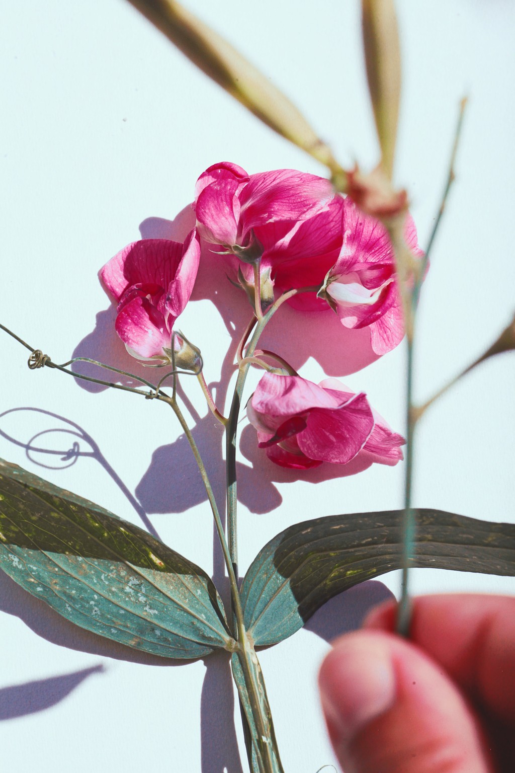 Pois de senteur, une belle fleur au parfum suave
