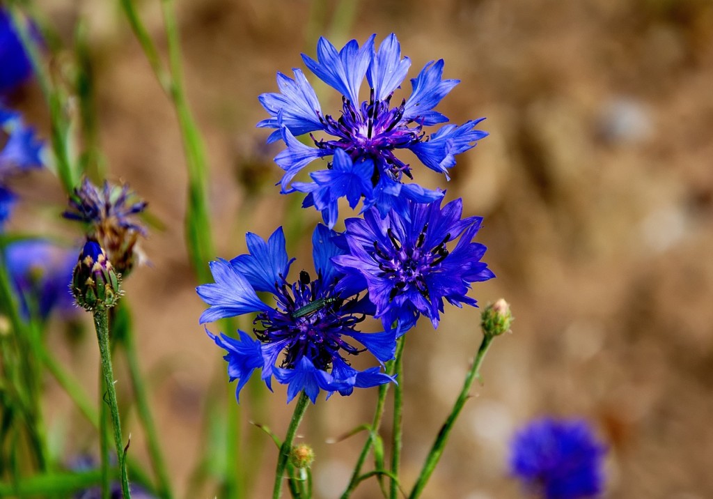 Bleuet, une jolie fleur vertueuse