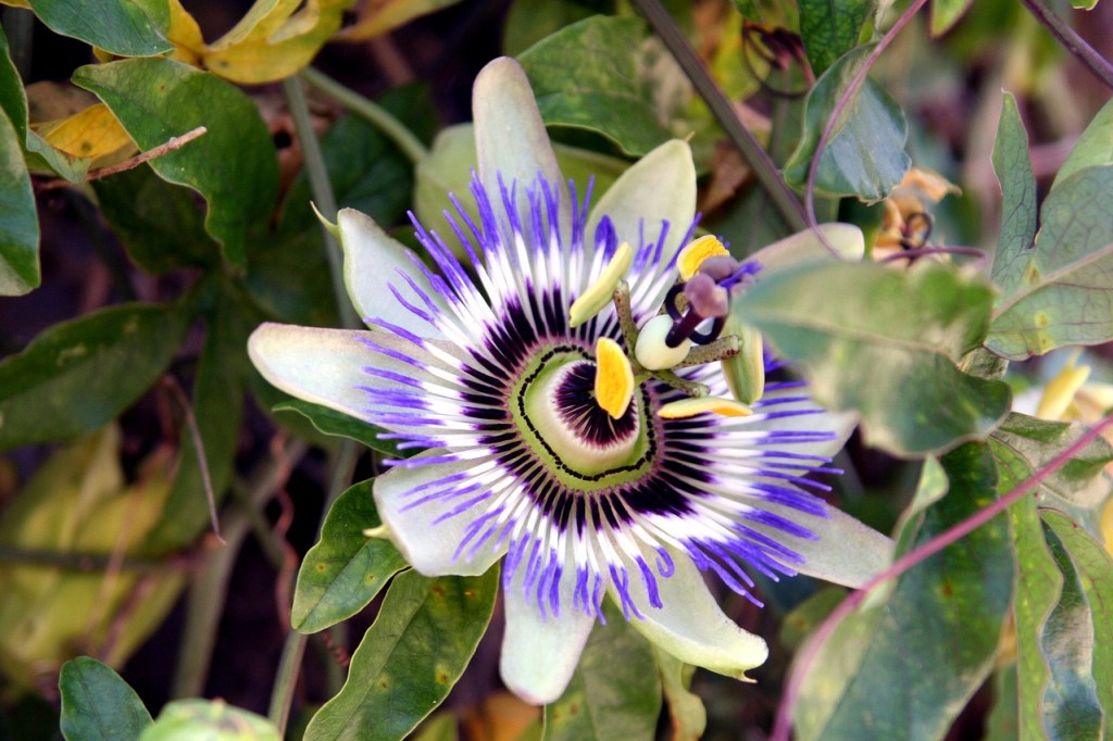 Passiflore, la fleur de la passion 