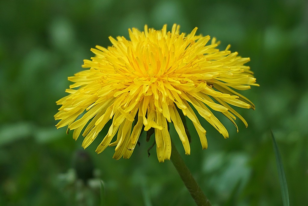 Le pissenlit ou la dent-de-lion