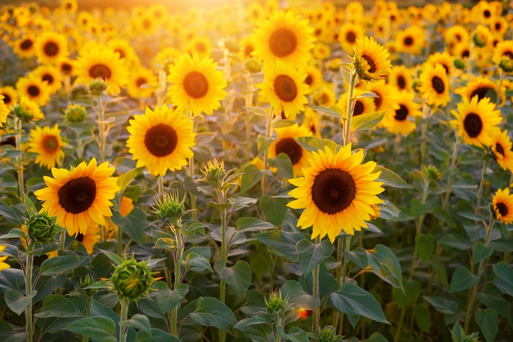 Le tournesol suit-il vraiment le soleil ?