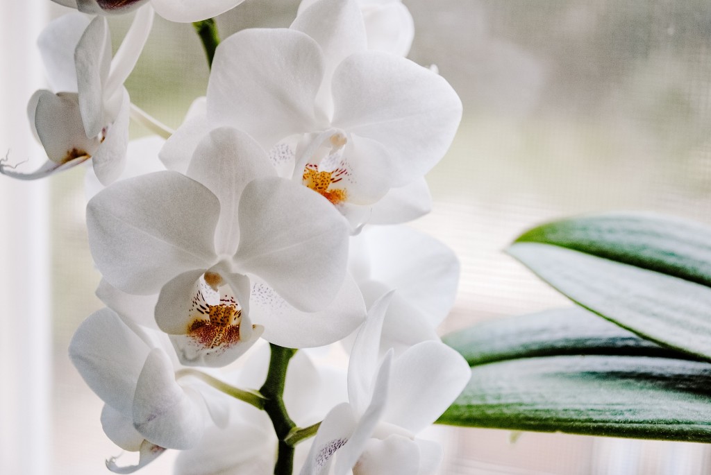 Pourquoi mon orchidée fait des feuilles, mais ne fleurit pas ?
