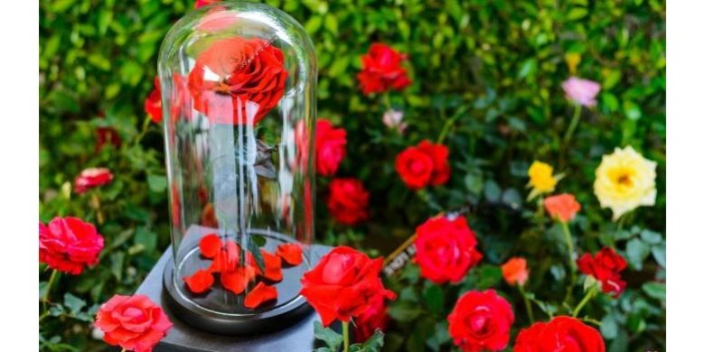 DIY - Comment faire des roses éternelles ?
