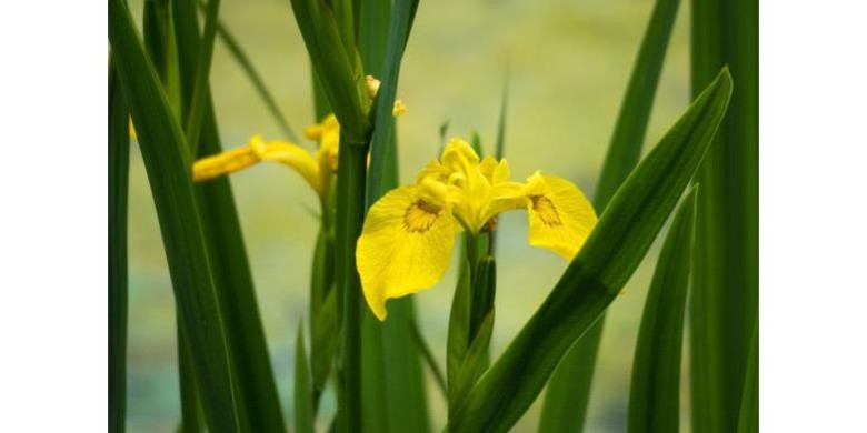 Iris jaune, la fleur de Lys