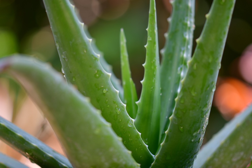 Aloe Vera, la plante aux nombreuses vertus