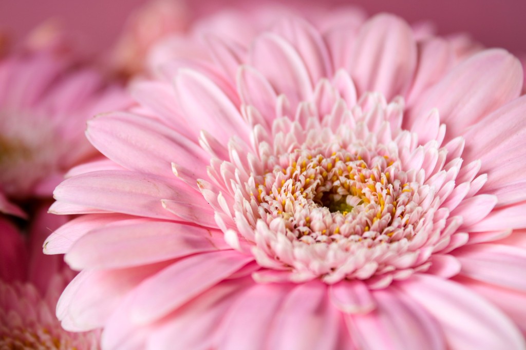 Gerbera et germini : les stars des fleurs !