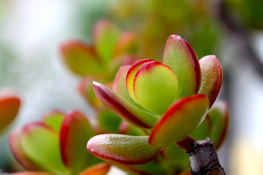 Crassula, l’irrésistible arbre de jade
