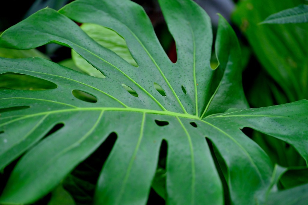 La Monstera, une plante dépolluante !