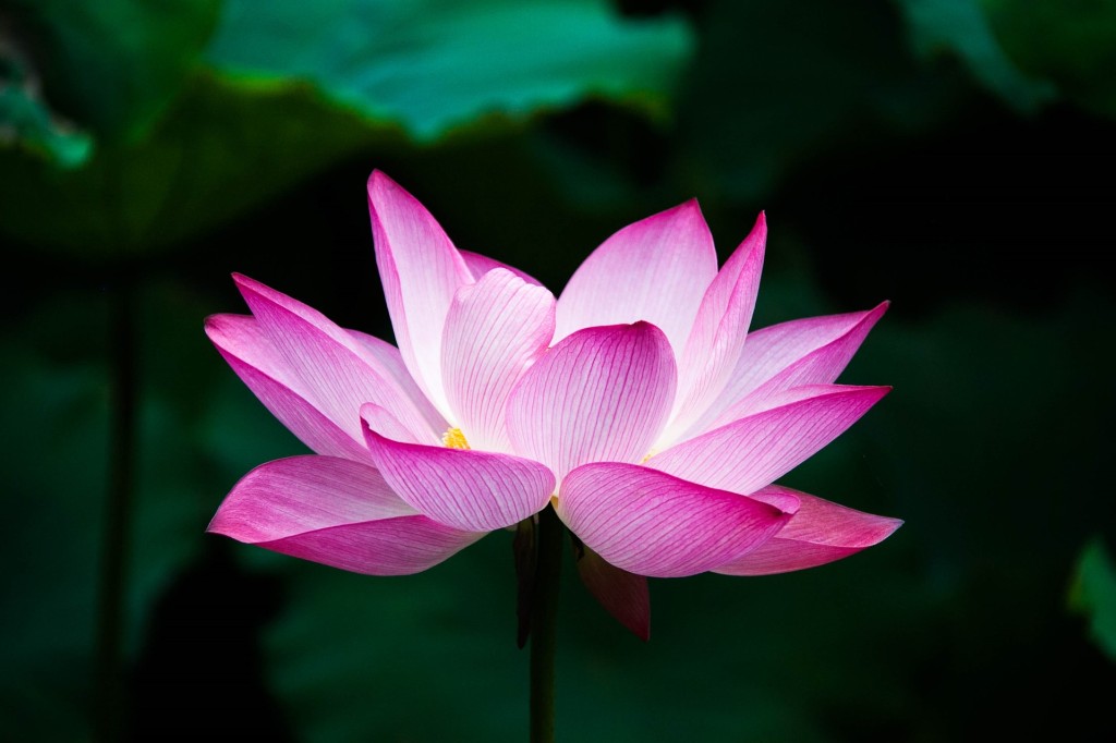 Lotus, la fleur sacrée