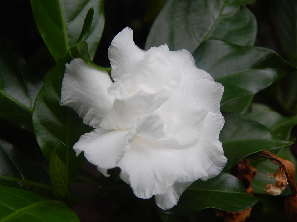 Gardénia : la beauté exotique par excellence