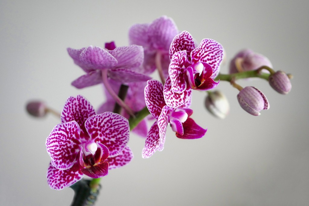  Orchidée, une fleur raffinée et décorative 