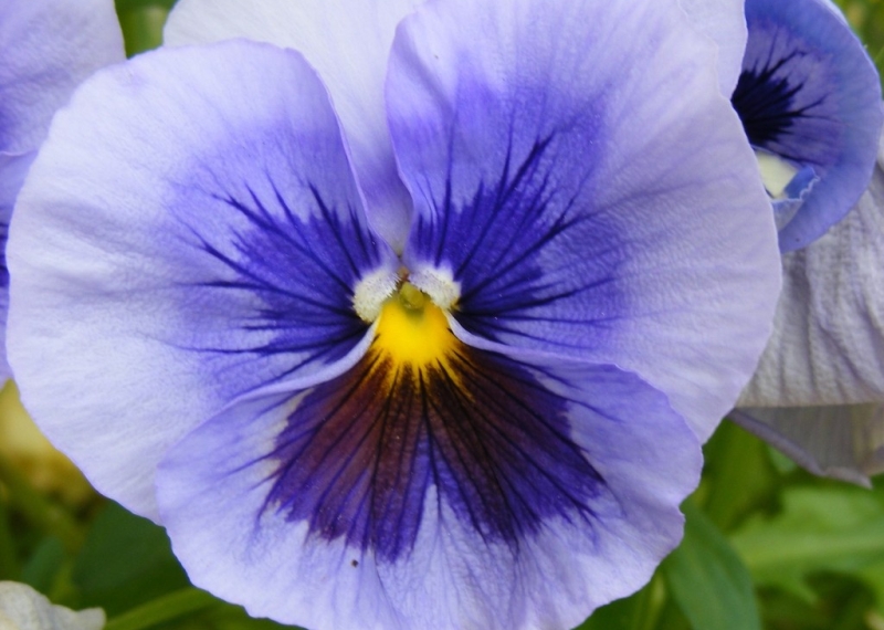 La pensée (viola tricolor)