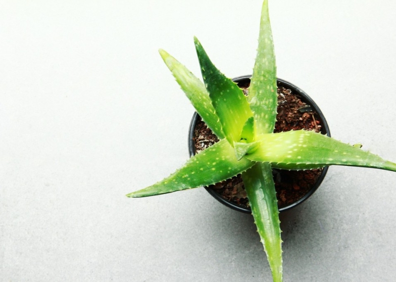 Comment entretenir l’aloe vera ?
