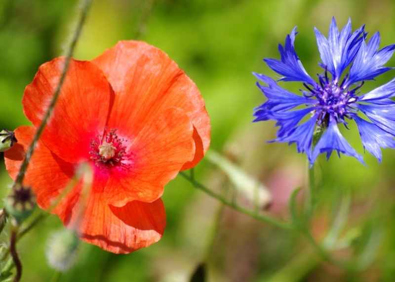Quelles sont les fleurs symboles de la commémoration du 8 Mai ?