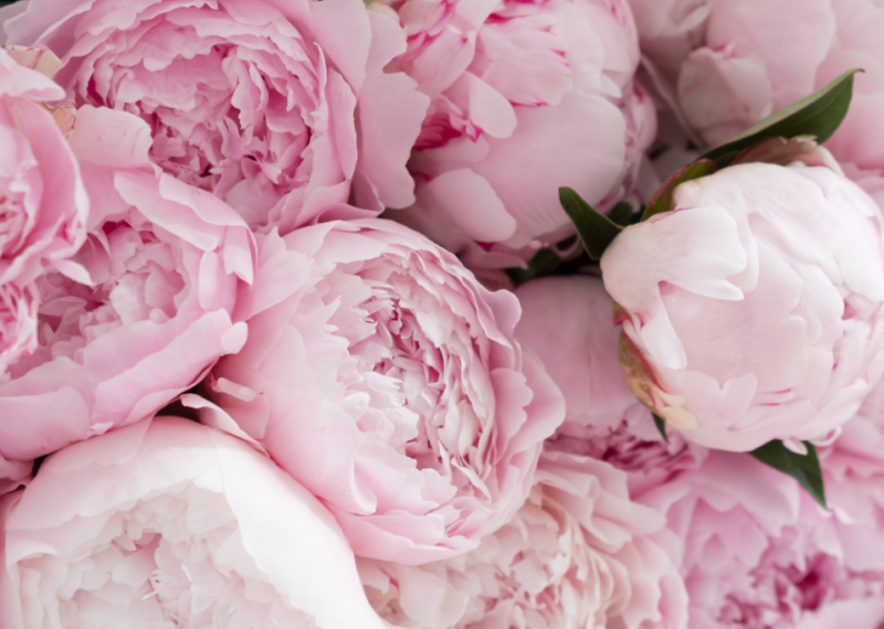 Tout savoir sur la pivoine