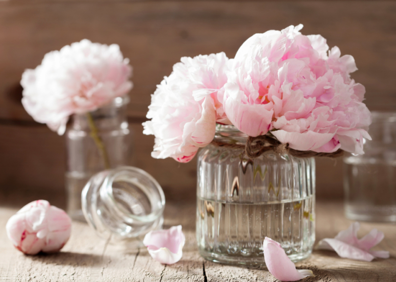 Comment conserver des pivoines en fleurs coupées ?