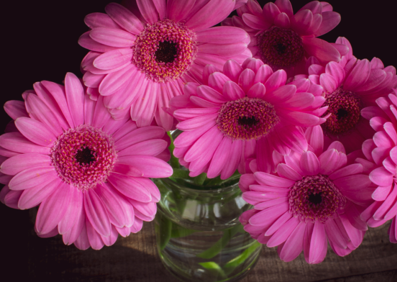 Germini, le chouchou des fleuristes