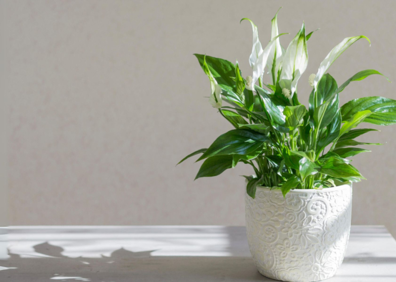 Spathiphyllum, la belle fleur de lune