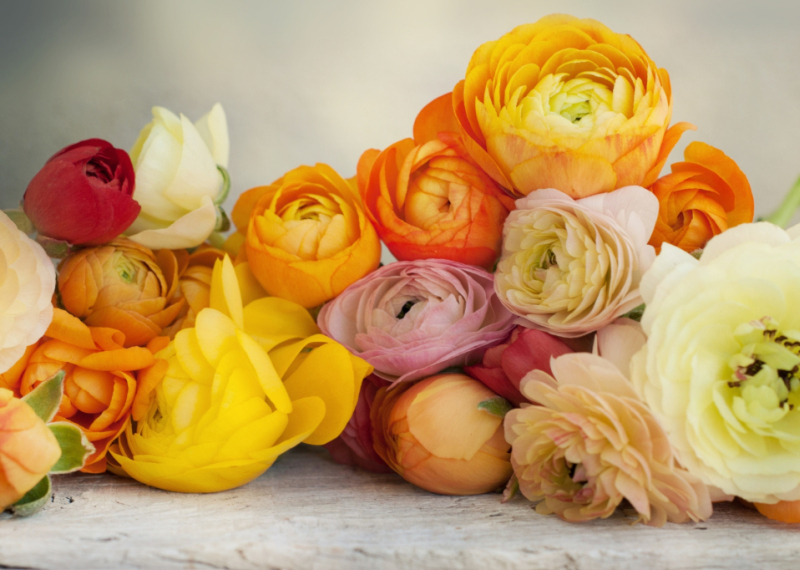 La renoncule, princesse des marécages