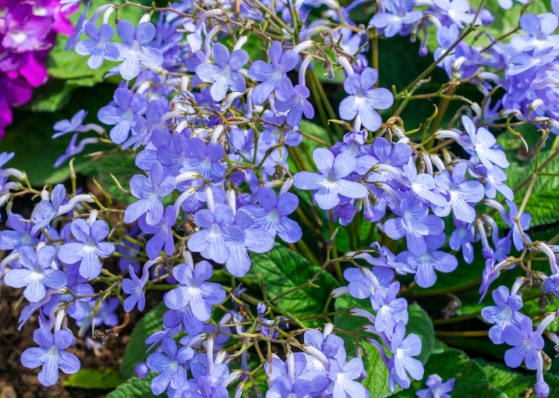 Le streptocarpus, des fleurs toute l'année
