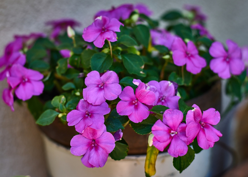 Impatiens, la plante de l'impatience