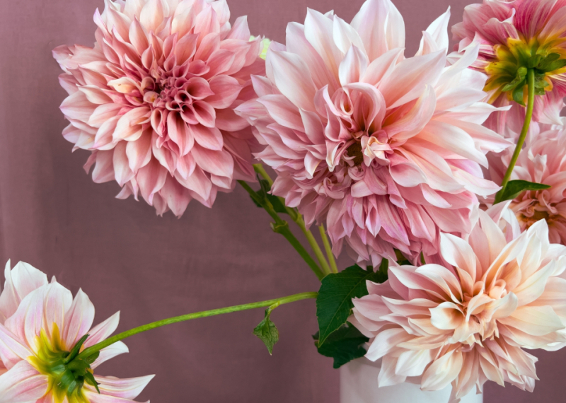 Dahlia, une fleur chic et tendance